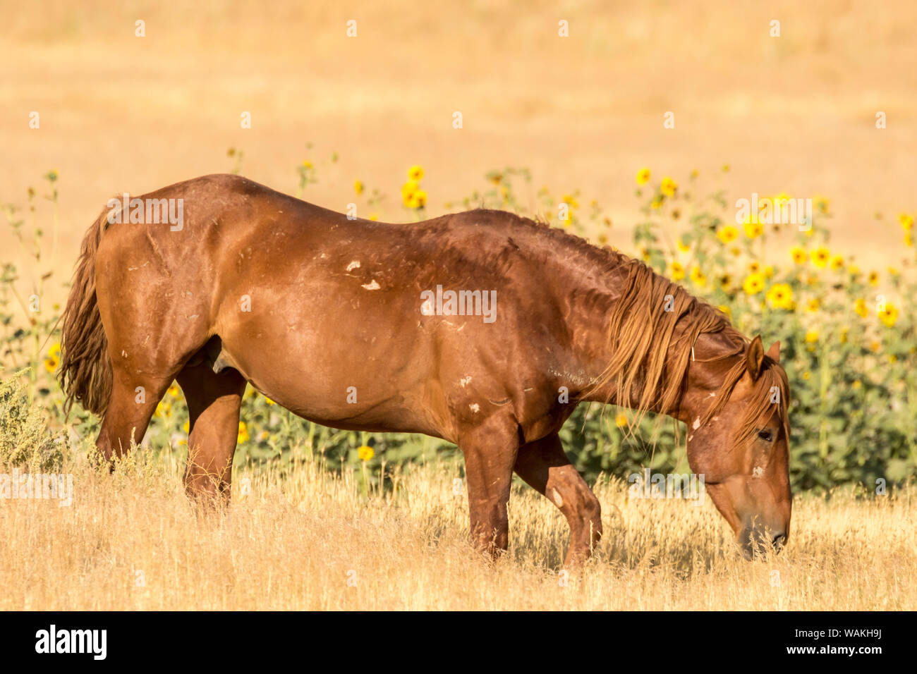 USA, Utah, Tooele Comté. Cheval sauvage adulte. En tant que crédit : Cathy et Gordon Illg / Jaynes Gallery / DanitaDelimont.com Banque D'Images