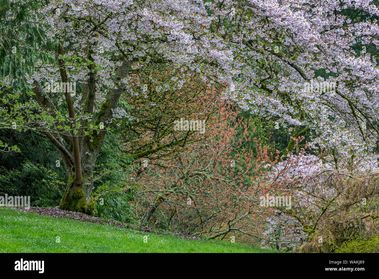 La floraison du printemps à l'Arboretum de Seattle, Washington State, USA Banque D'Images