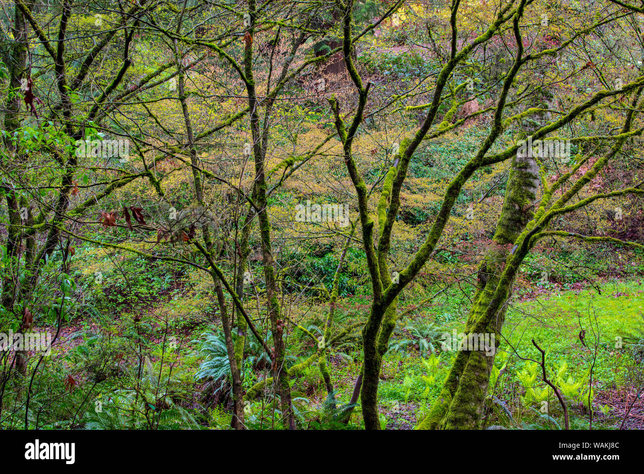 La floraison du printemps à l'Arboretum de Seattle, Washington State, USA Banque D'Images