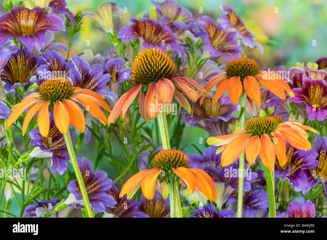 Cône Orange avec fleur violet toile de Painted Tongue. Banque D'Images