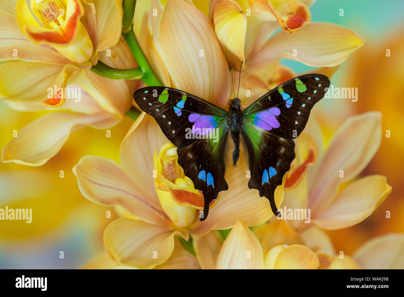 Weiski Graphium papillon sur grande orchidée cymbidium or Banque D'Images