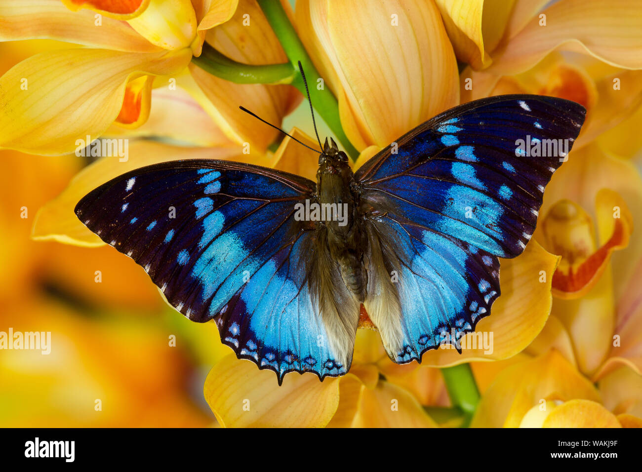 Charaxes smaragdalis papillon sur grande orchidée cymbidium or Banque D'Images