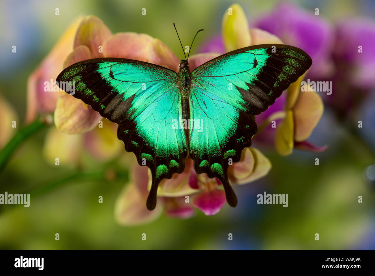 Espèce d'orchidée phalaenopsis et Tropical butterfly Papilio, larquinianus Banque D'Images