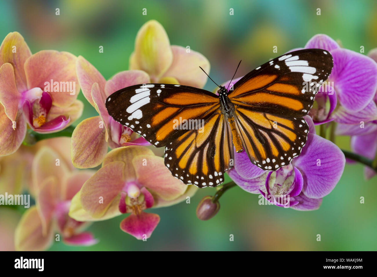 Espèce d'orchidée phalaenopsis et Monarch Butterfly Banque D'Images