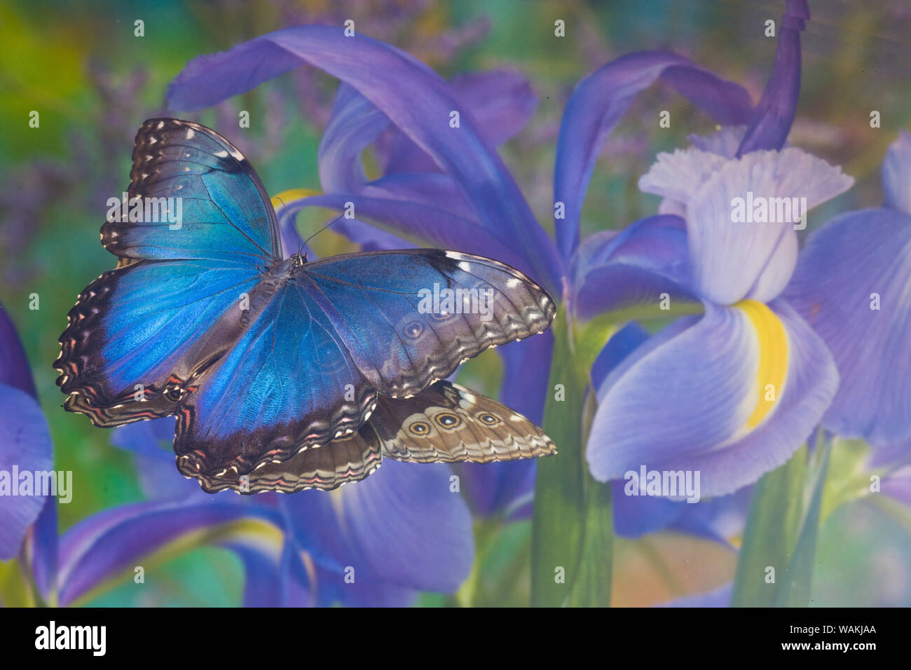 Papillon morpho bleu avec la réflexion avec Dutch iris Banque D'Images