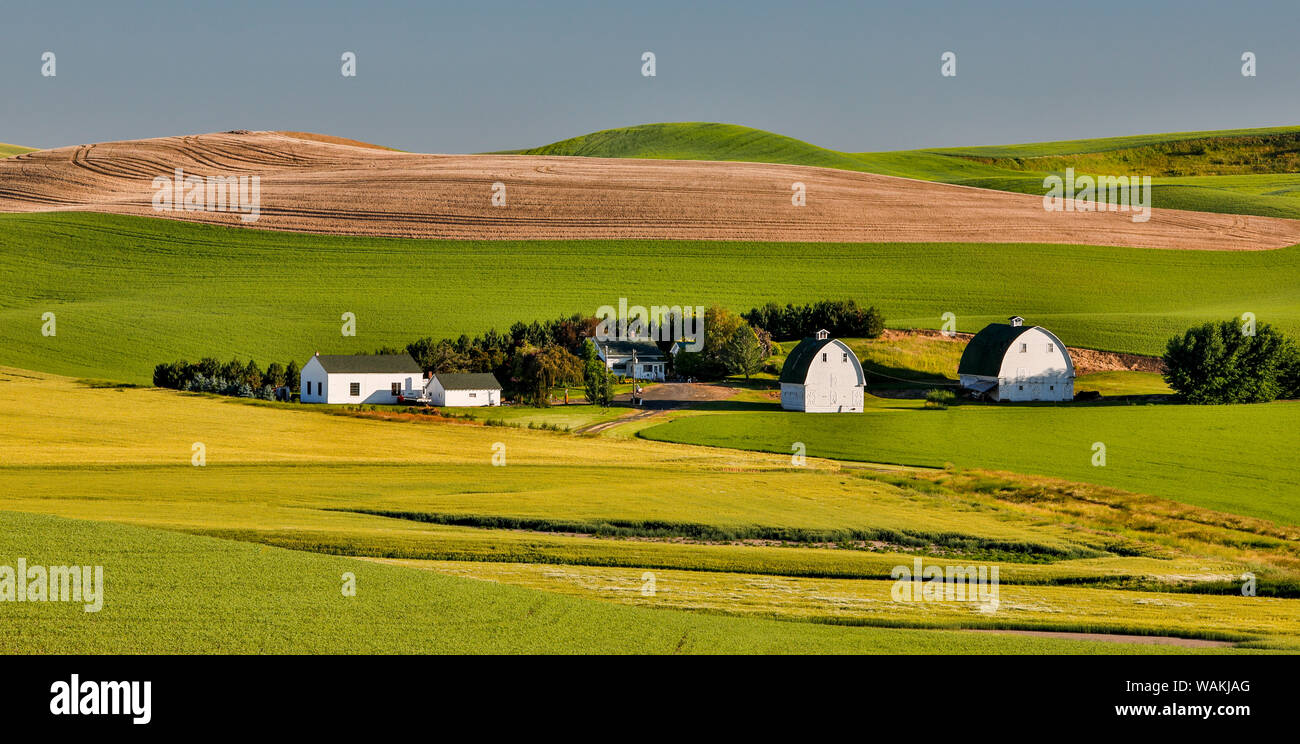 Deux granges sur Oakesdale Road de l'Est du Washington Pays Palousienne Banque D'Images
