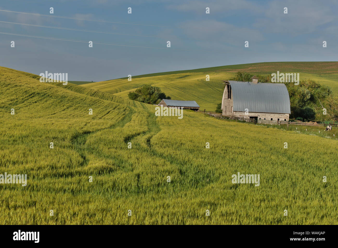 Grange près de Colfax avec champs de blé, l'Est de Washington Banque D'Images