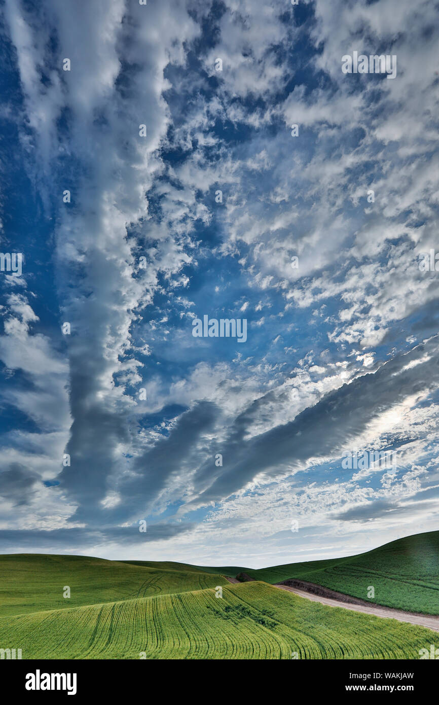 Dirt route qui traverse les collines plantées dans le blé, l'Est de Washington Banque D'Images