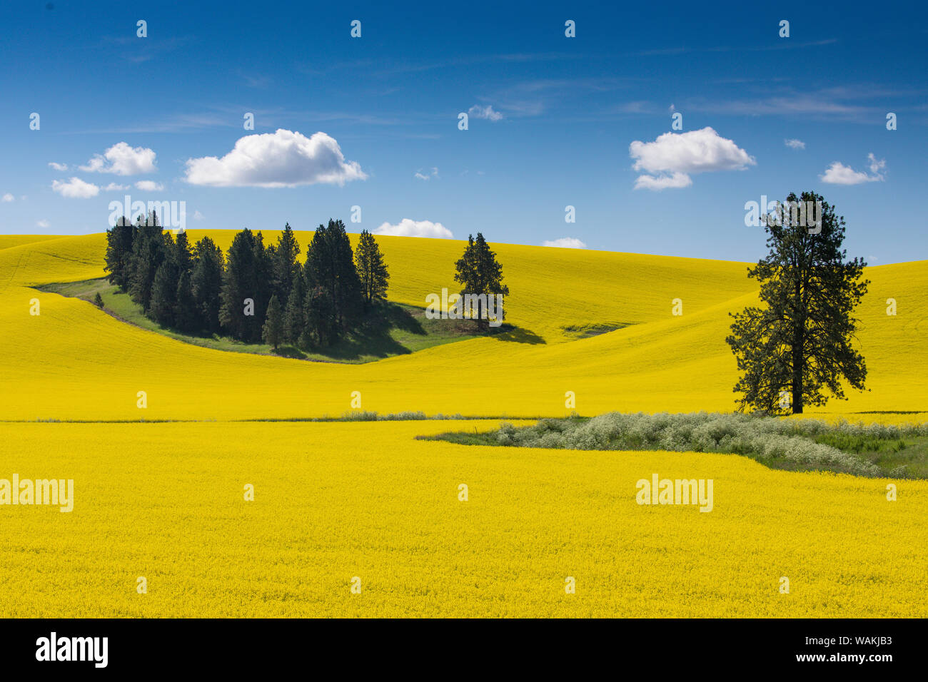 Les champs de canola de pins près de Kamak Butte, l'Est de Washington Banque D'Images