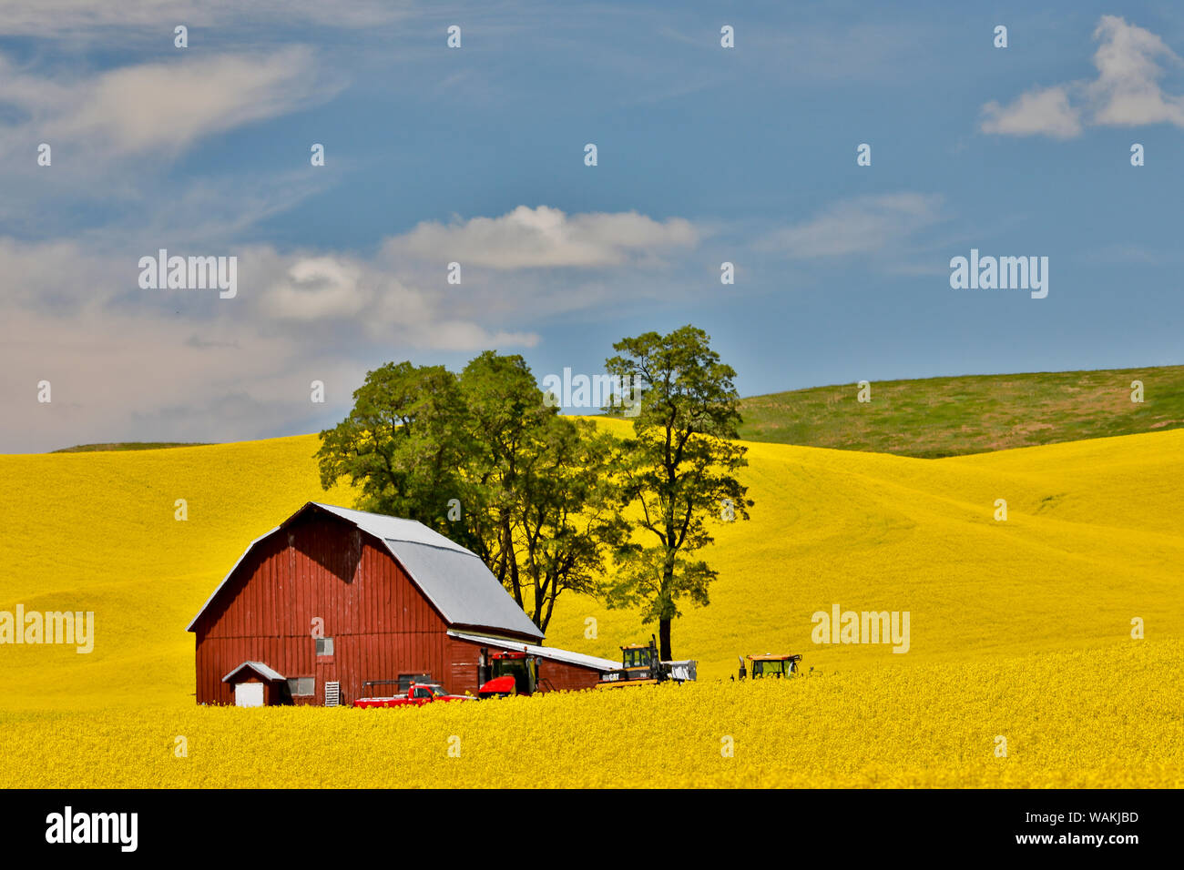 Grange rouge en champ de canola, l'Est de Washington Banque D'Images