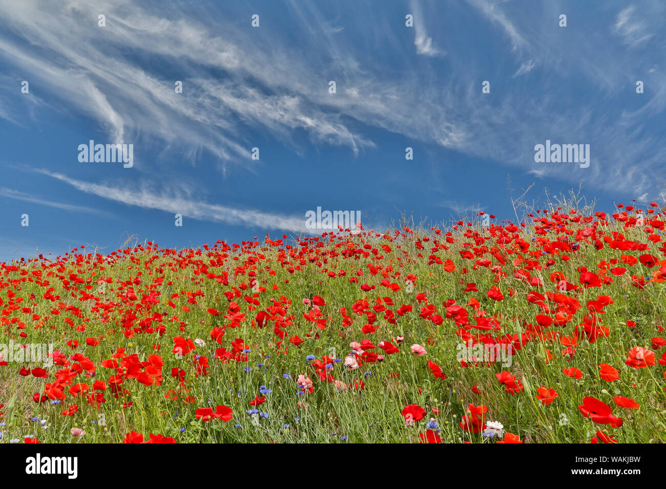 Coquelicots sur colline en pleine floraison, Garfield, l'Est de Washington Banque D'Images