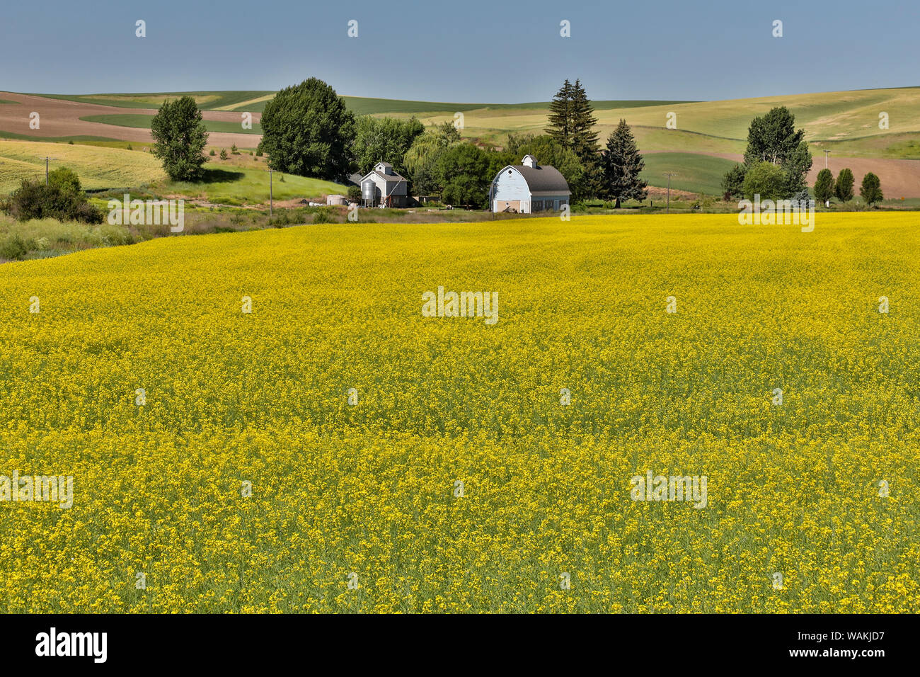 Grange gris en champ de canola, près de Saint John, l'Est de Washington Banque D'Images