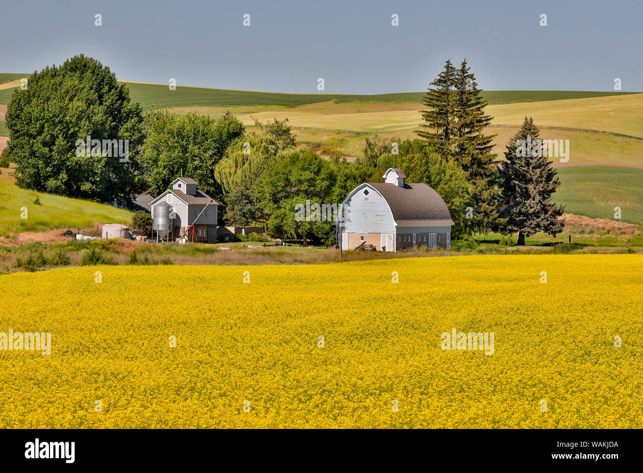 Grange gris en champ de canola, près de Saint John, l'Est de Washington Banque D'Images