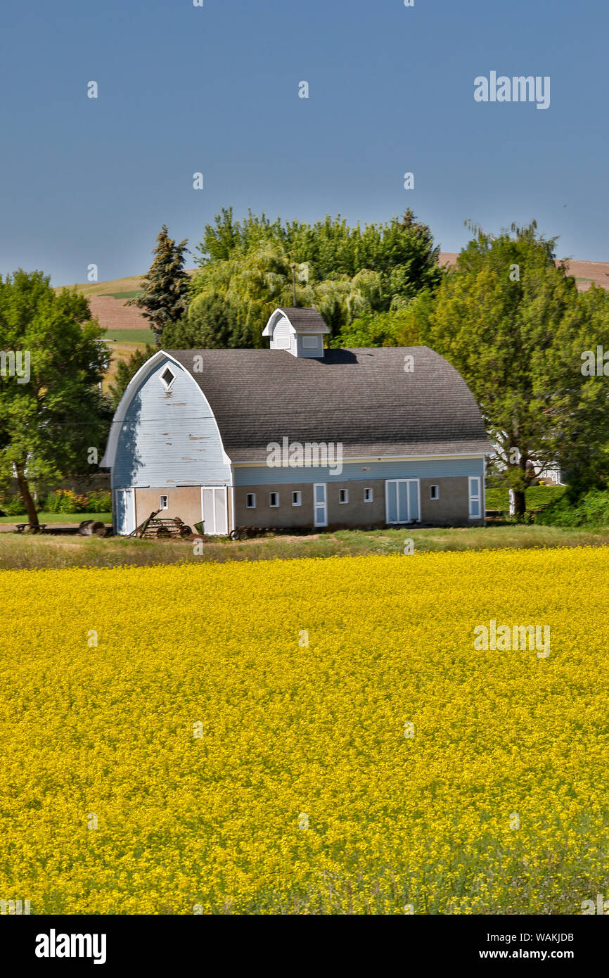 Grange gris en champ de canola, près de Saint John, l'Est de Washington Banque D'Images