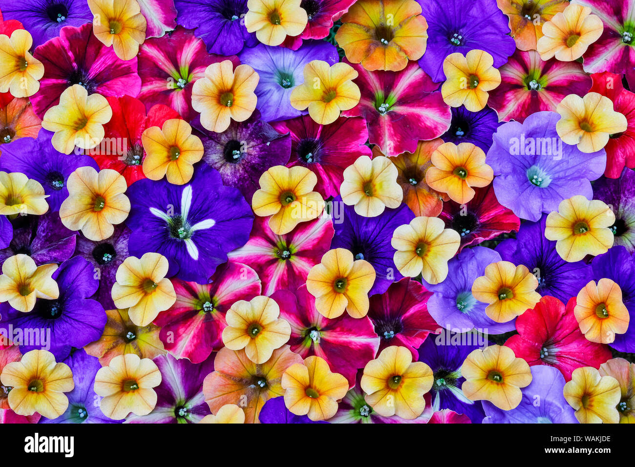 Variété de pétunia fleurs en motif, Sammamish Washington Banque D'Images