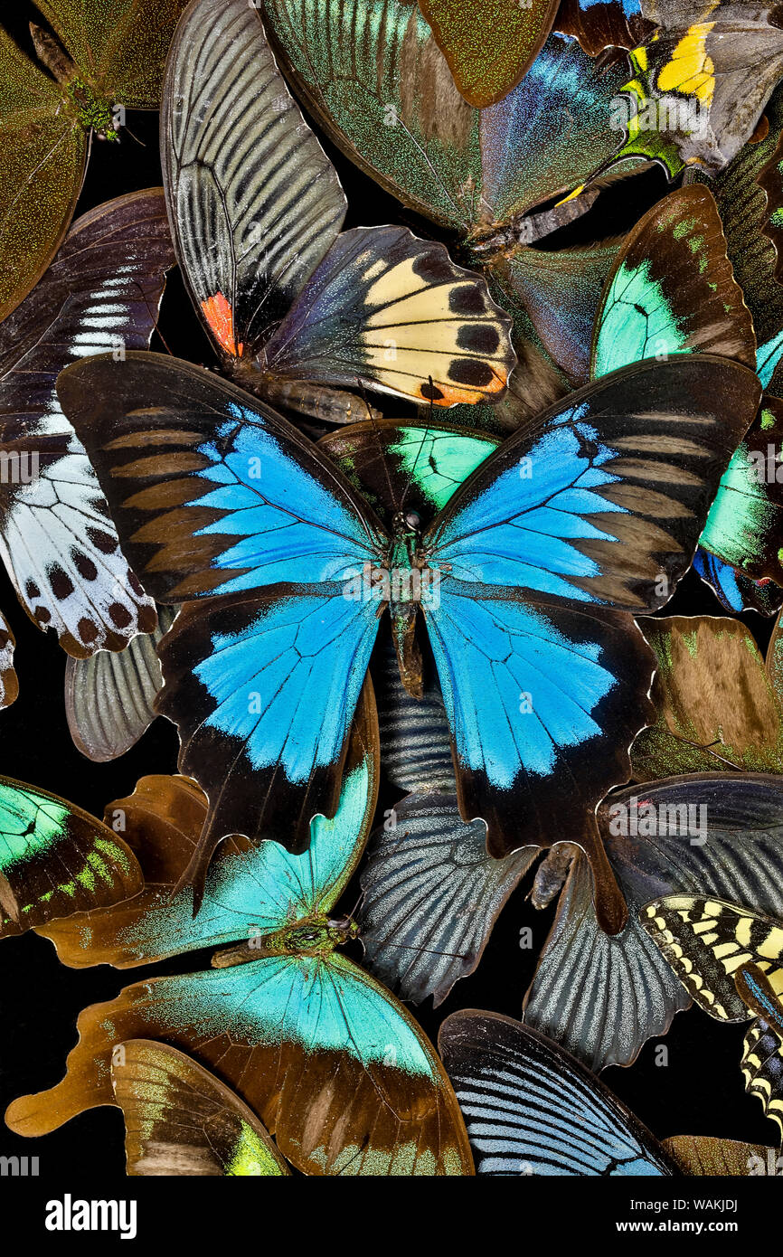 Les papillons regroupés pour faire de la montagne avec motif papillon bleu, Sammamish, Washington State Banque D'Images