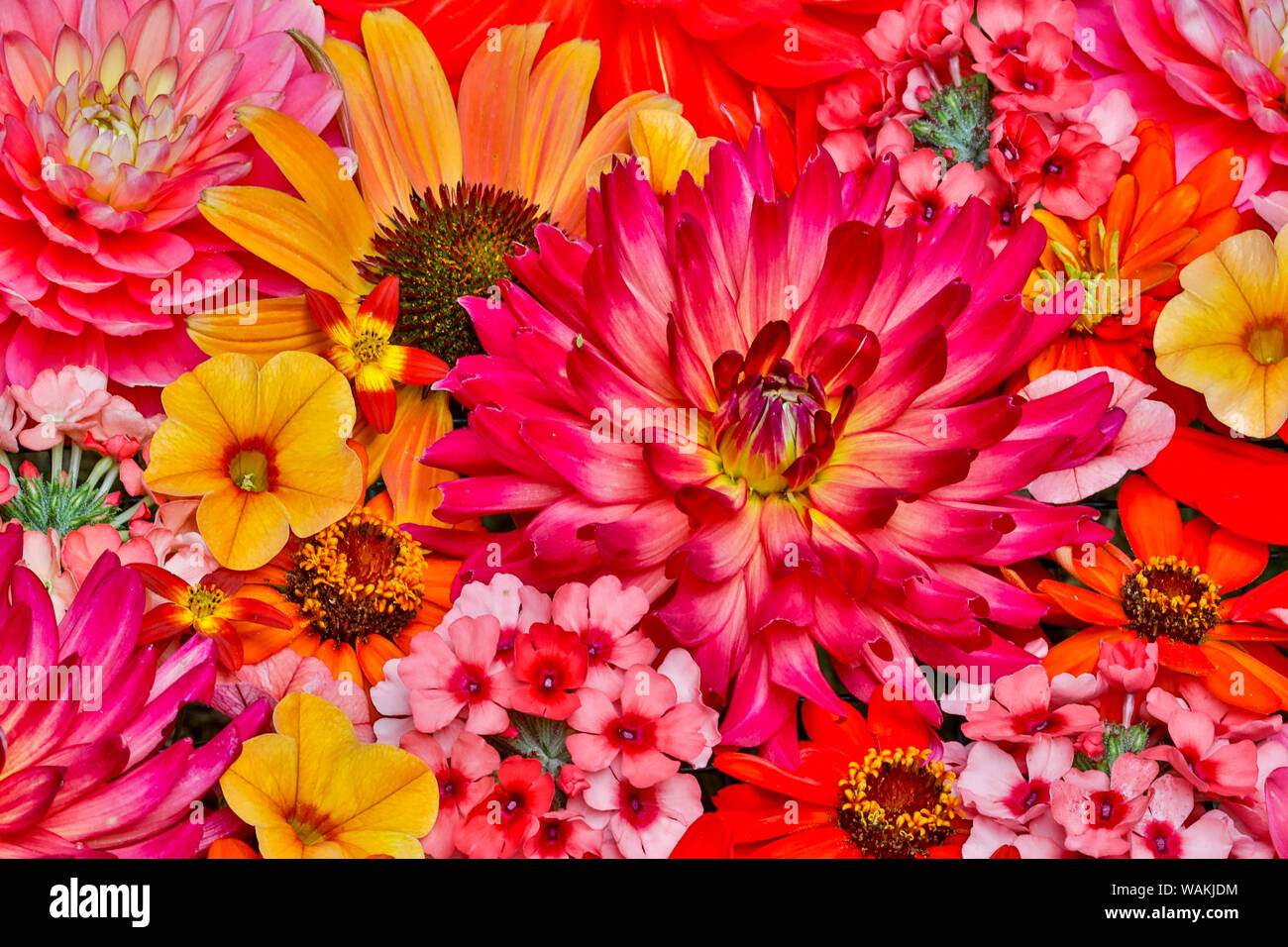 Dessin de fleurs avec de grandes fleurs, groupe de Sammamish, Washington State Banque D'Images
