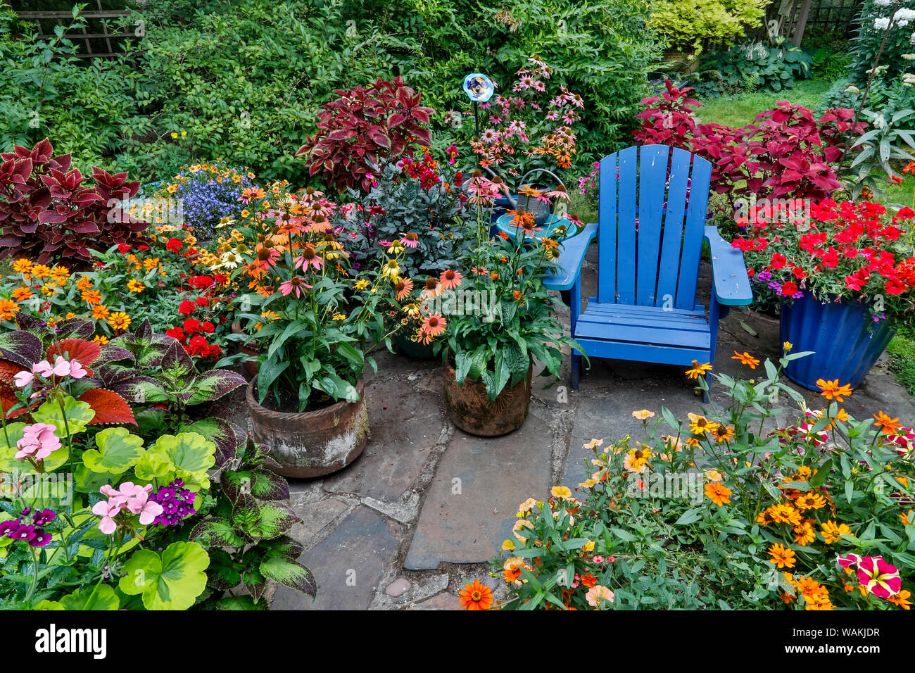 Jardin en fleurs avec chaise bleue, Sammamish, Washington State Banque D'Images