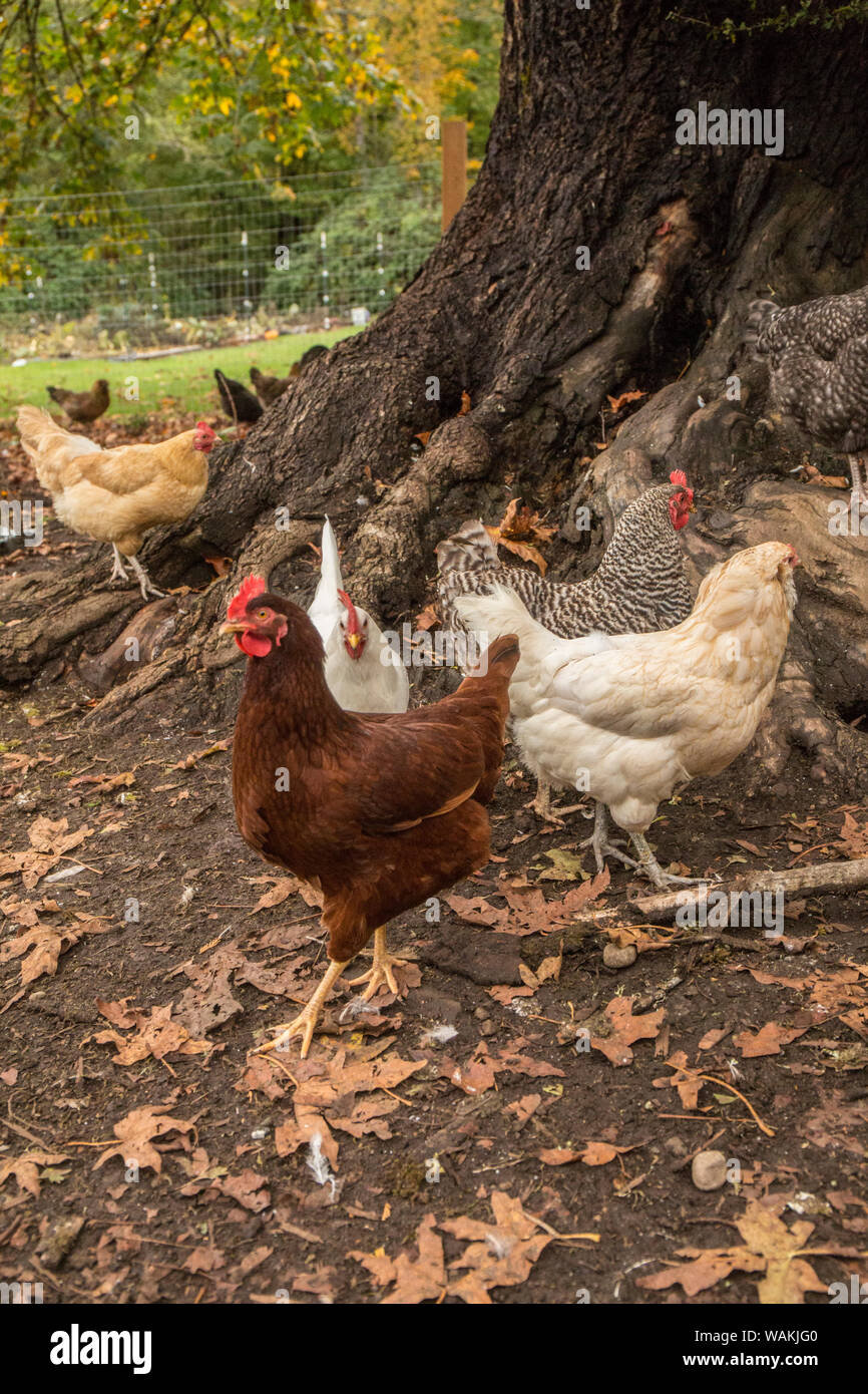 Issaquah, Washington State, USA. Les poulets en liberté sous un grand arbre. Variétés indiquées sont Rhode-island rouge, Leghorn blanche, la Rock et Buff Orpington. (PR) Banque D'Images