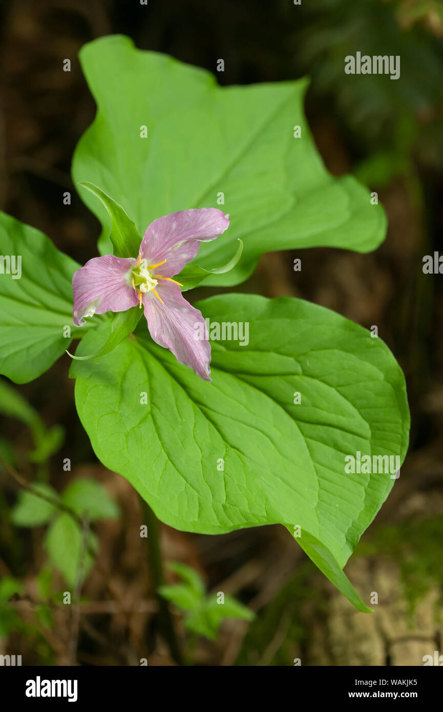 Issaquah, Washington State, USA. Trillium de l'ouest ou service Robin wildflower. Banque D'Images