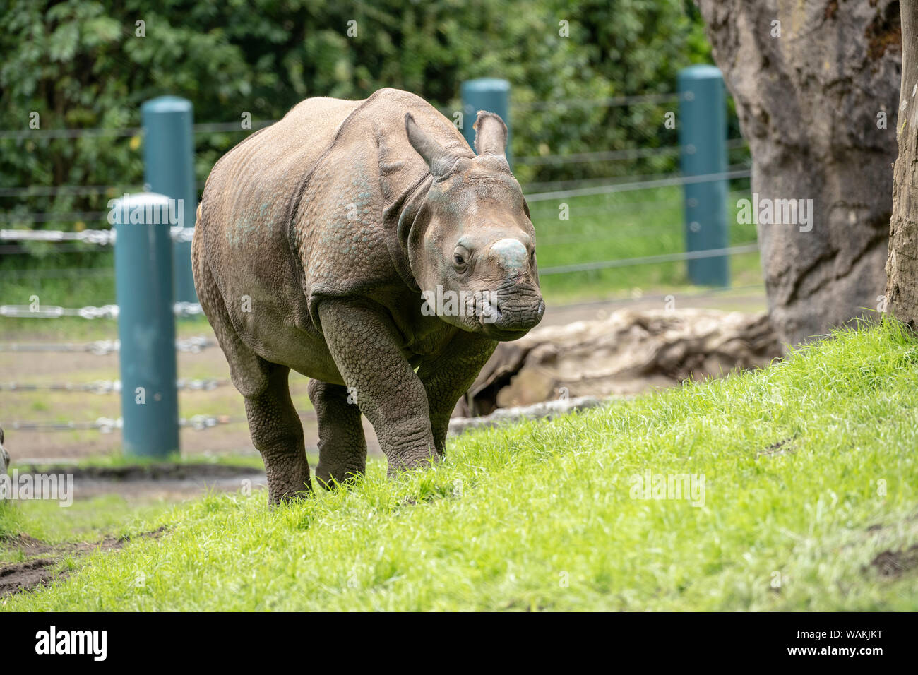 Seattle, Washington State, USA. Taj, a 17 mois rhinocéros à une corne, marcher dans sa nouvelle maison du Woodland Park Zoo. (Usage éditorial uniquement) Banque D'Images