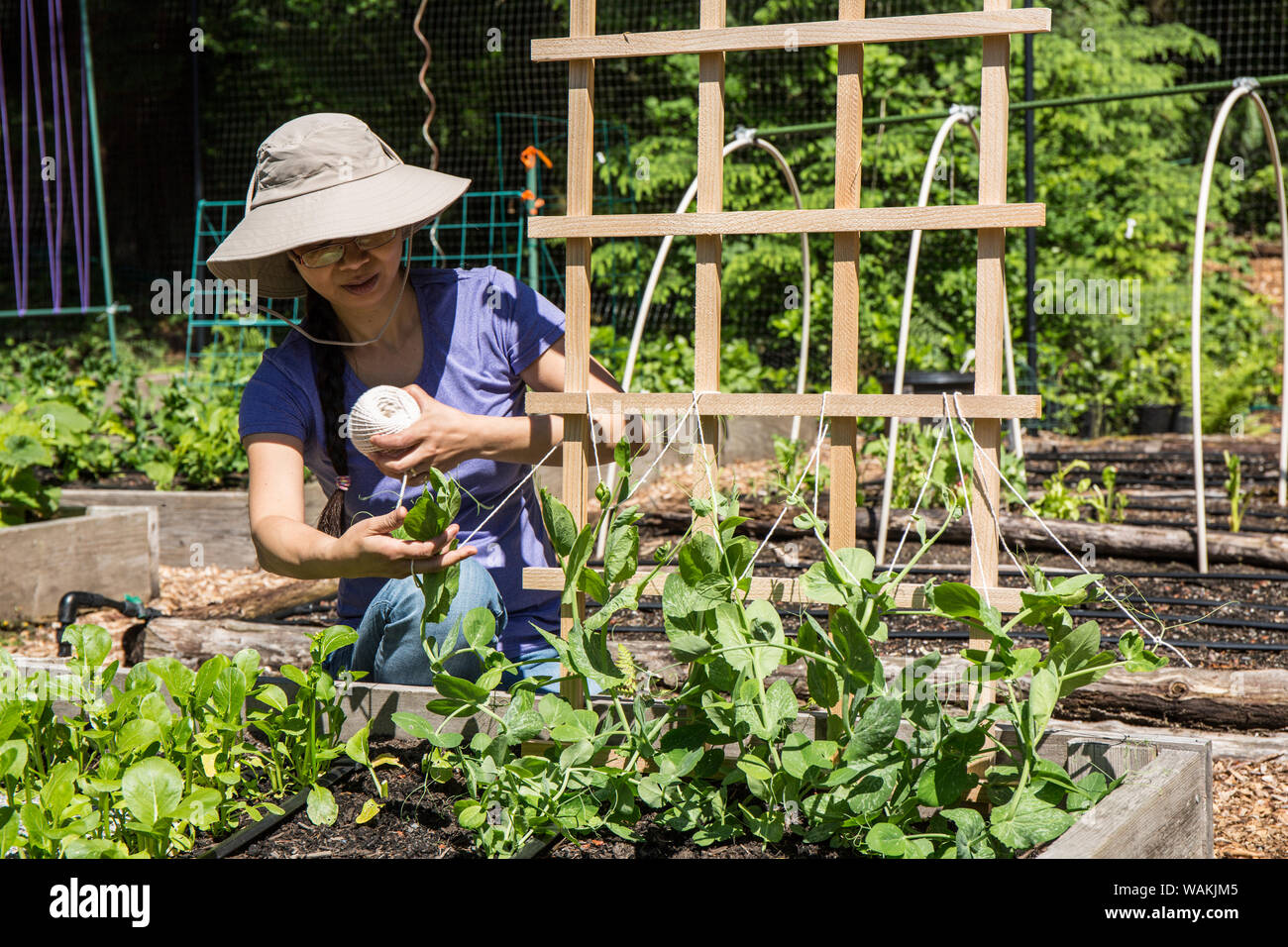 Issaquah, Washington State, USA. Liage des plants de pois snap femme à l'aide d'un treillis de chaîne. (MR, communication) Banque D'Images