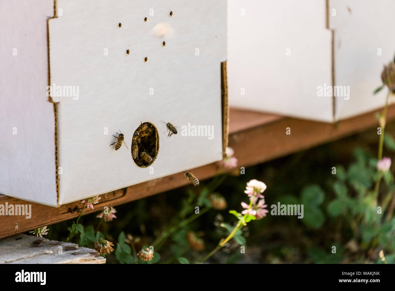Maple Valley, Washington State, USA. Les ruches de démarreur avec cinq cadres, y compris une reine des abeilles, à côté de la pelouse blanc trèfle. (MR) Banque D'Images