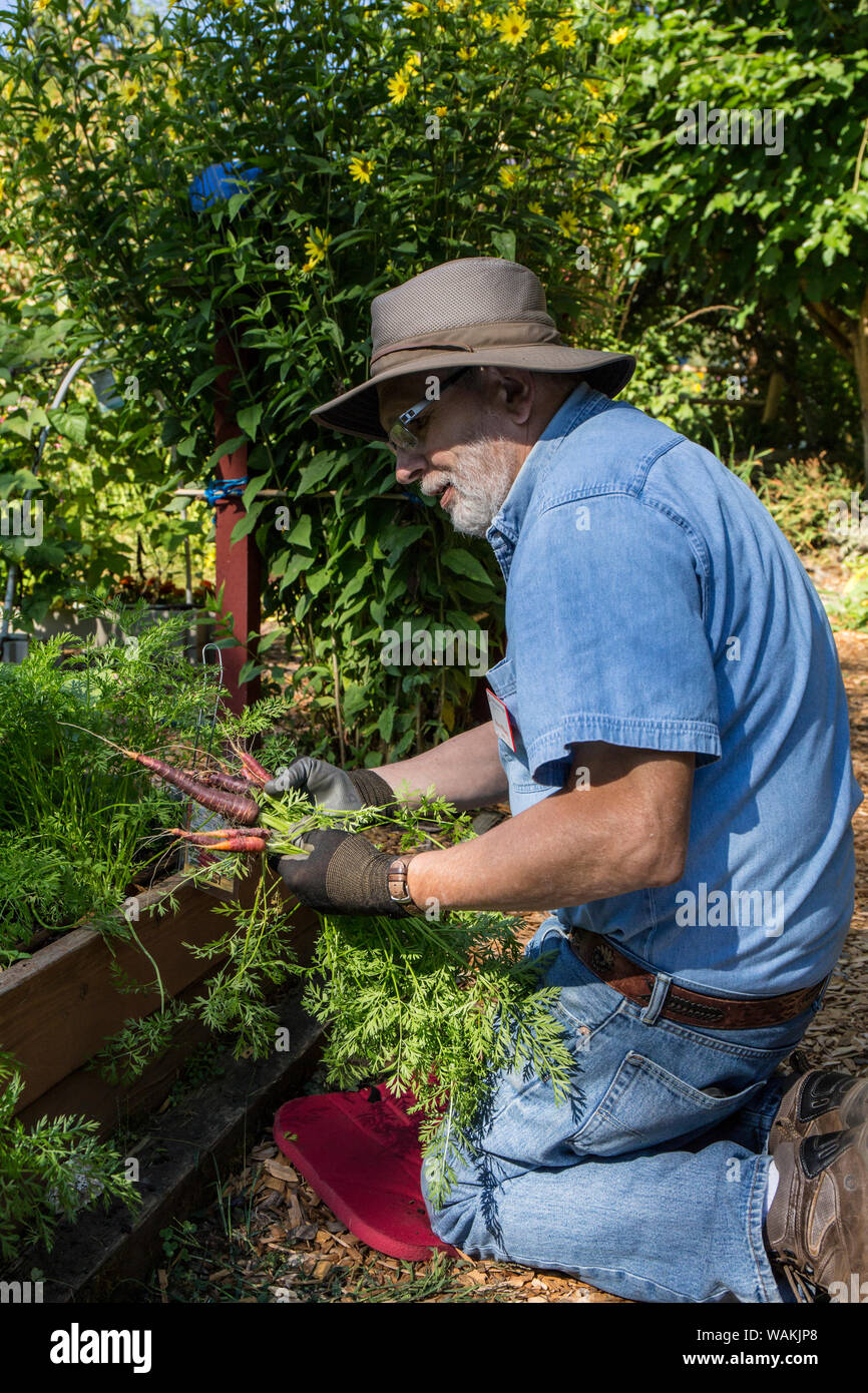 L'État de Washington, USA. Homme grand jardinier de Purple Haze de récolte des carottes. Les 7-8 pouces à peau violette racines ont des centres orange vif. (MR) Banque D'Images