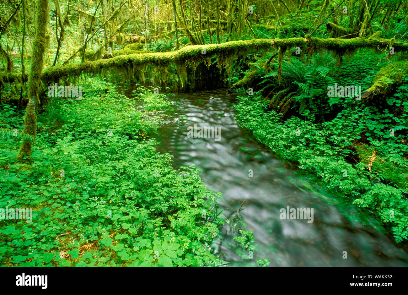 Taft Creek et de l'amplitude dans la forêt tropicale de Hoh, Olympic National Park, Washington State, USA. Banque D'Images