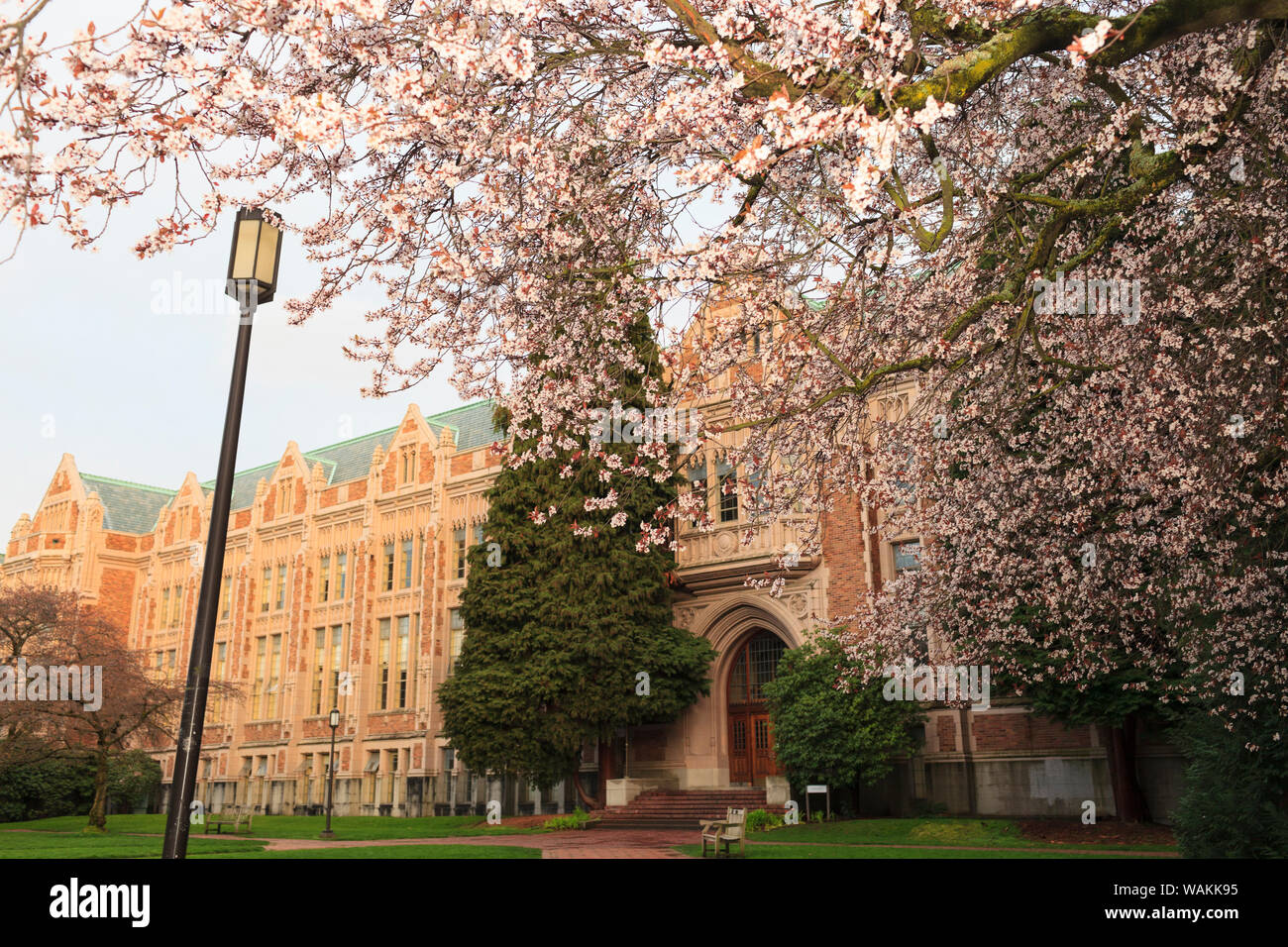 Les cerisiers en fleurs au printemps, l'Université de Washington, Seattle, Washington State, USA (usage éditorial uniquement) Banque D'Images