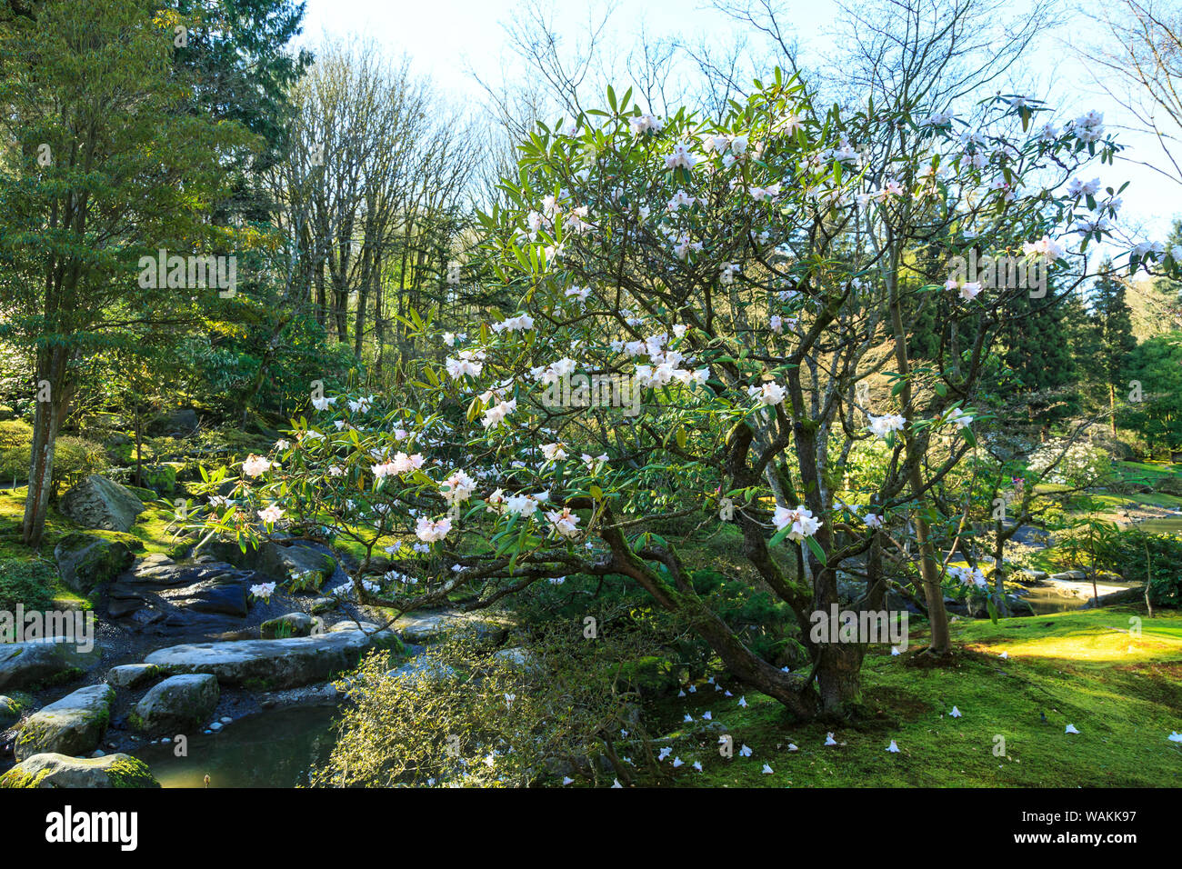 Fleurs de printemps dans le jardin japonais, Seattle, Washington State, USA Banque D'Images