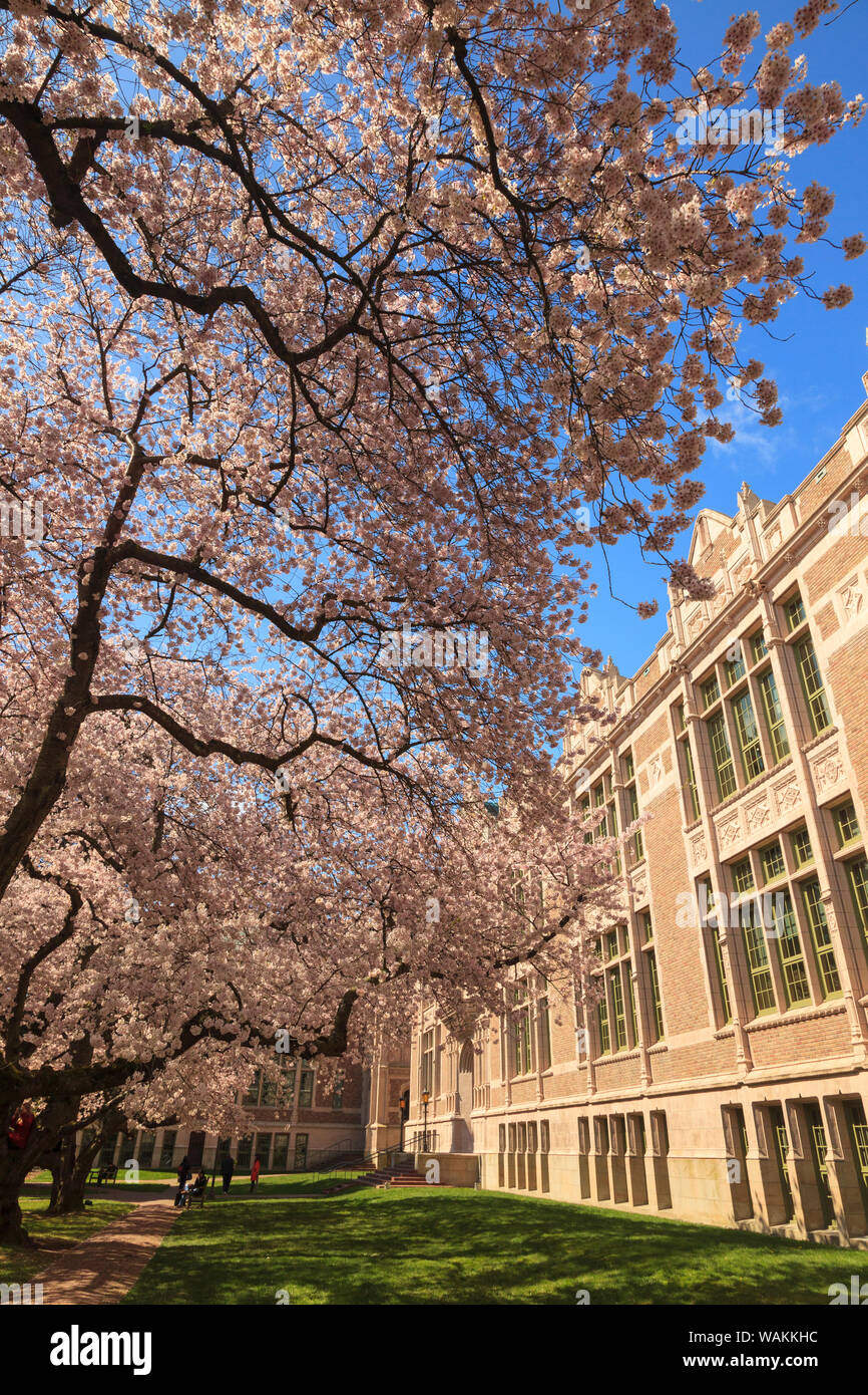 Les fleurs de cerisier en pleine floraison, printemps, campus de l'Université de Washington, Seattle, Washington State, USA (usage éditorial uniquement) Banque D'Images