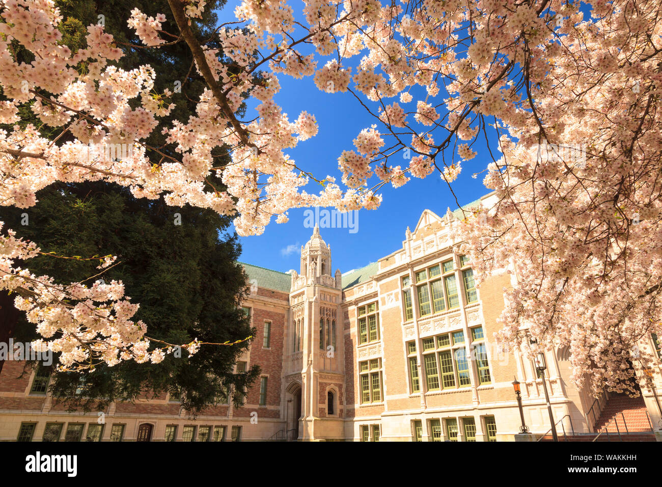 Les fleurs de cerisier en pleine floraison, printemps, campus de l'Université de Washington, Seattle, Washington State, USA (usage éditorial uniquement) Banque D'Images