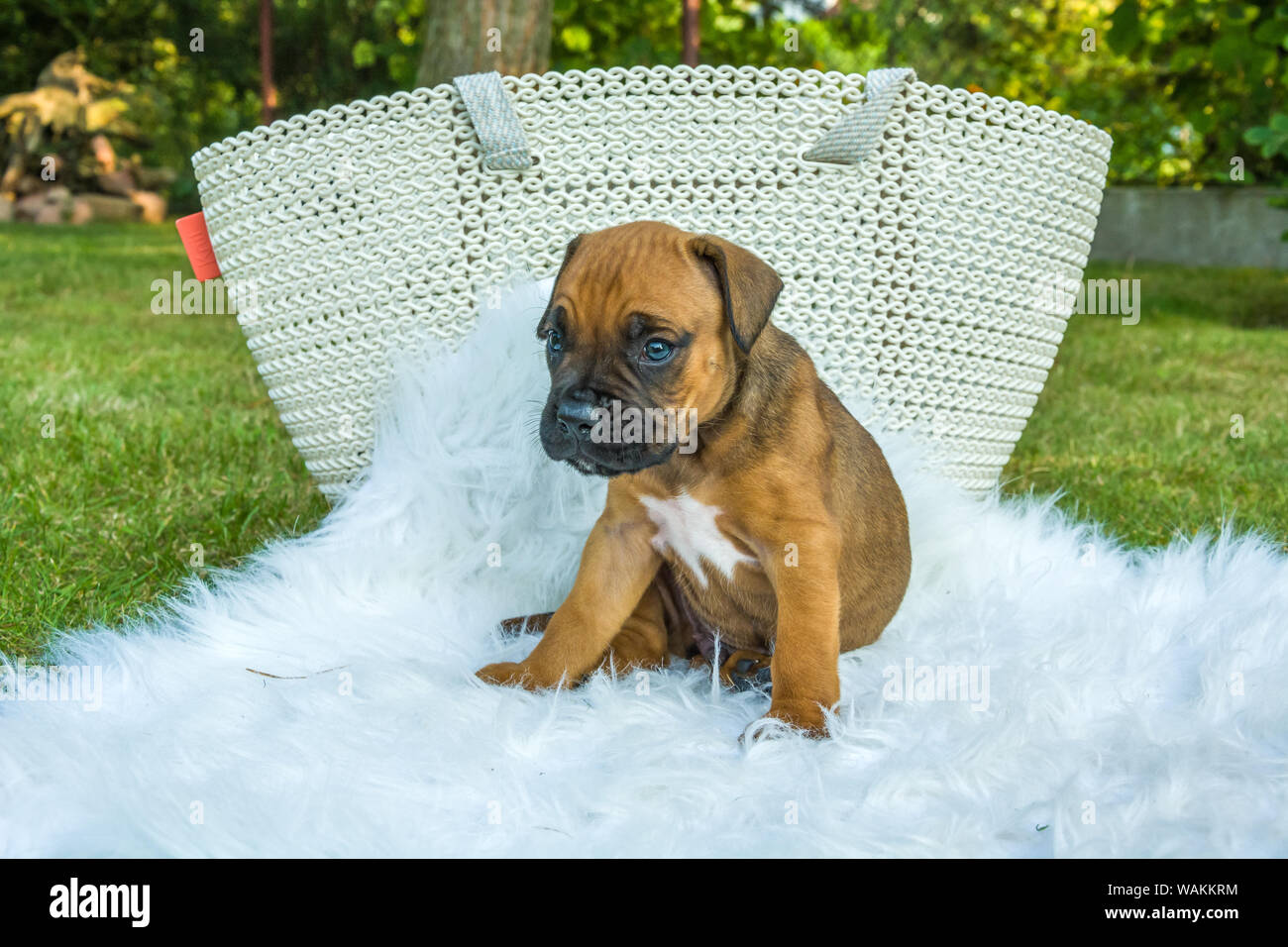 Chiot boxer marron sur une couverture dans le jardin Banque D'Images
