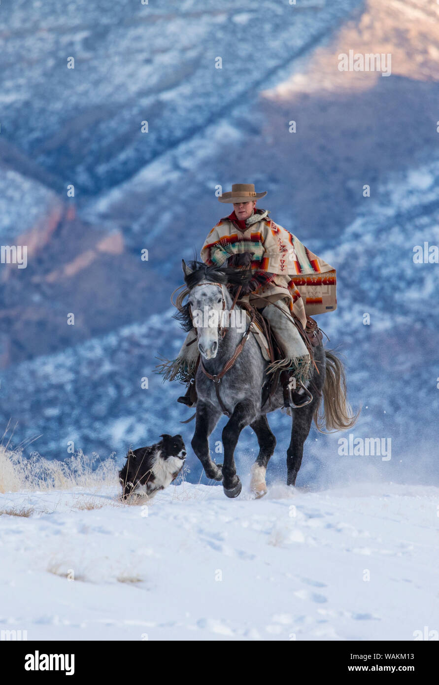 Cheval de cow-boy dur sur Hideout Ranch, Shell, Wyoming. (MR) Banque D'Images