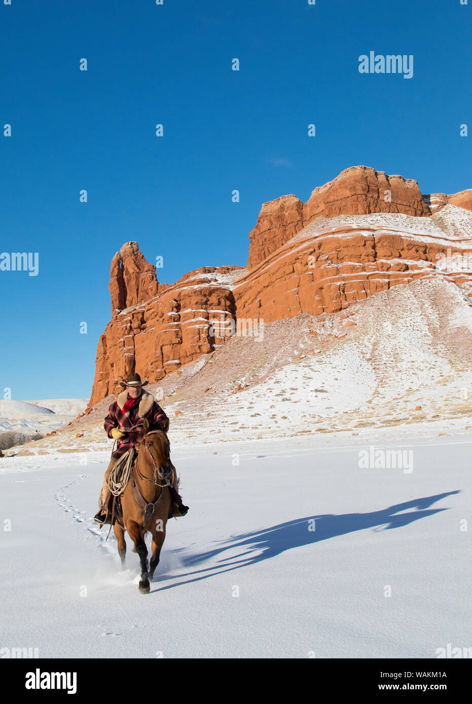 Cheval de cow-boy dur sur Hideout Ranch, Shell, Wyoming. Circonscription de cow-boy sur son cheval. (MR) Banque D'Images