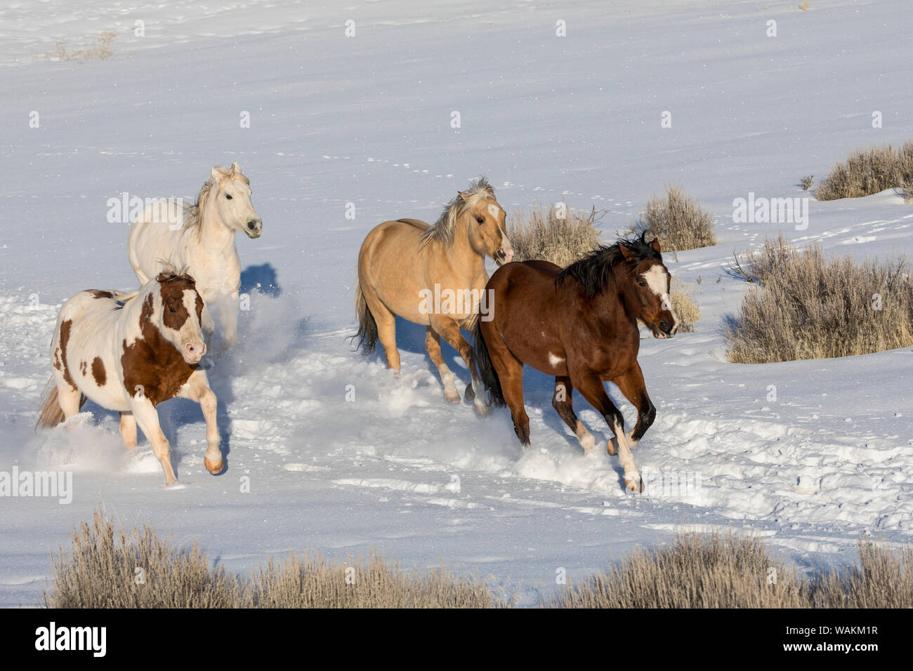 Cheval de cow-boy dur sur Hideout Ranch, Shell, Wyoming. Troupeau de chevaux qui courent dans la neige. Banque D'Images