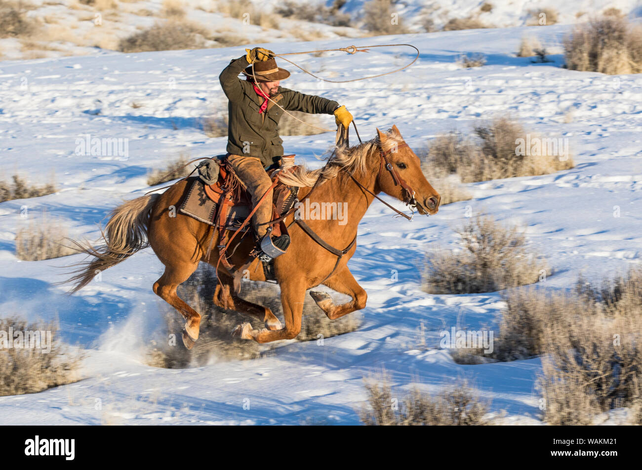 Cheval de cow-boy dur sur Hideout Ranch, Shell, Wyoming. Circonscription de cow-boy sur son cheval. (MR) Banque D'Images