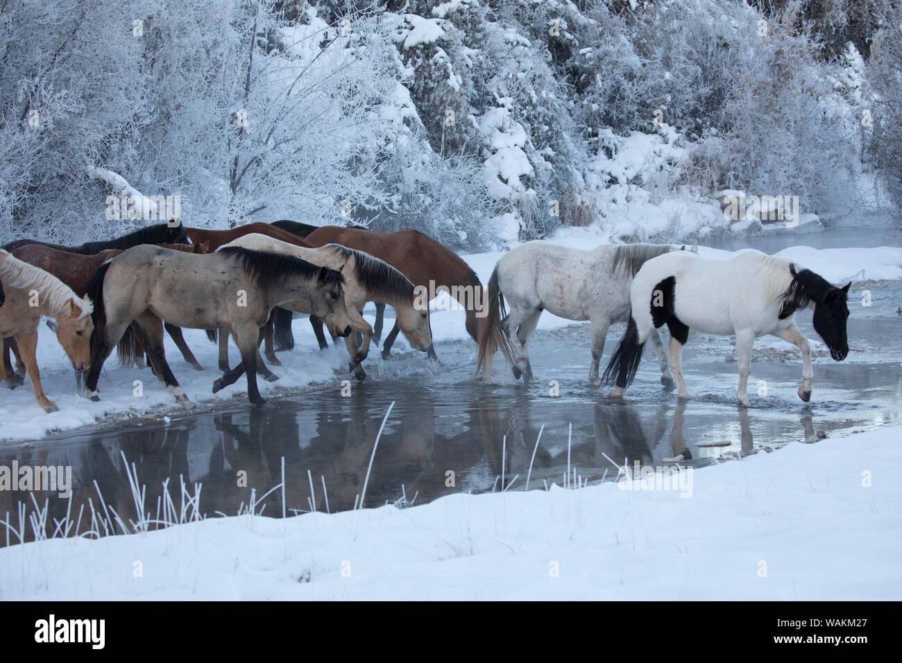 Cheval de cow-boy dur sur Hideout Ranch, Shell, Wyoming. Traversée du ruisseau Shell chevaux en hiver. Banque D'Images