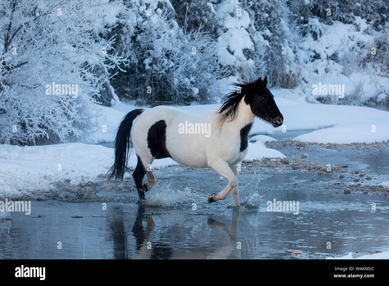 Cheval de cow-boy dur sur Hideout Ranch, Wyoming, Shell Shell Creek Crossing cheval. en hiver. Banque D'Images