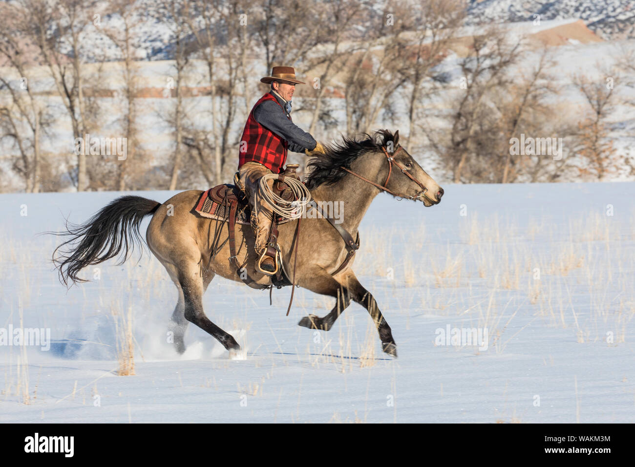 Cheval de cow-boy dur sur Hideout Ranch, Shell, Wyoming. Circonscription de cow-boy sur son cheval. (MR) Banque D'Images