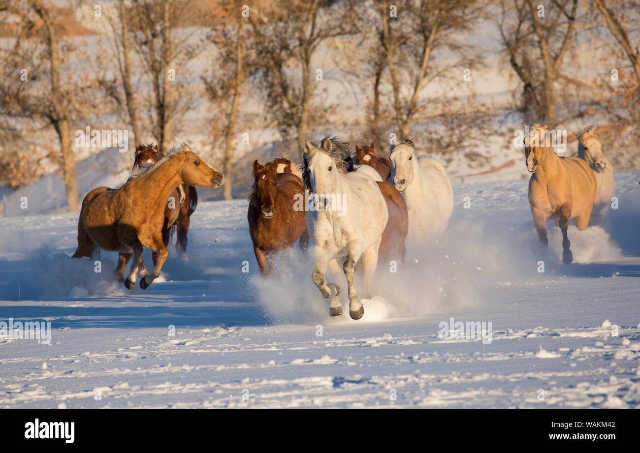 Cheval de cow-boy dur sur Hideout Ranch, Shell, Wyoming. Troupeau de chevaux qui courent dans la neige. Banque D'Images