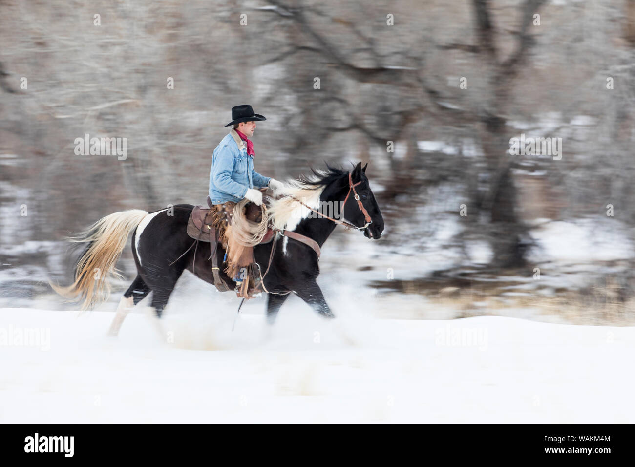 Cheval de cow-boy dur sur Hideout Ranch, Shell, Wyoming. Circonscription de cow-boy sur son cheval dans la neige. (MR) Banque D'Images