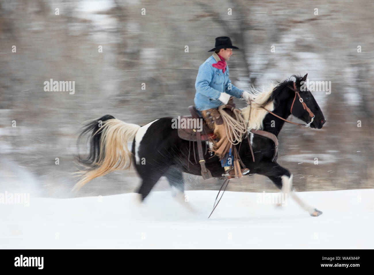 Cheval de cow-boy dur sur Hideout Ranch, Shell, Wyoming. Circonscription de cow-boy sur son cheval dans la neige. (MR) Banque D'Images