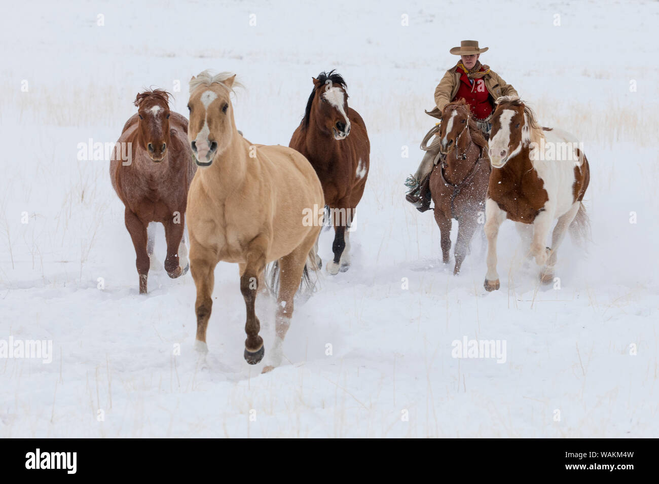 Cheval de cow-boy dur sur Hideout Ranch, Shell, Wyoming. Cowgirl rassembler un groupe de chevaux. (MR) Banque D'Images
