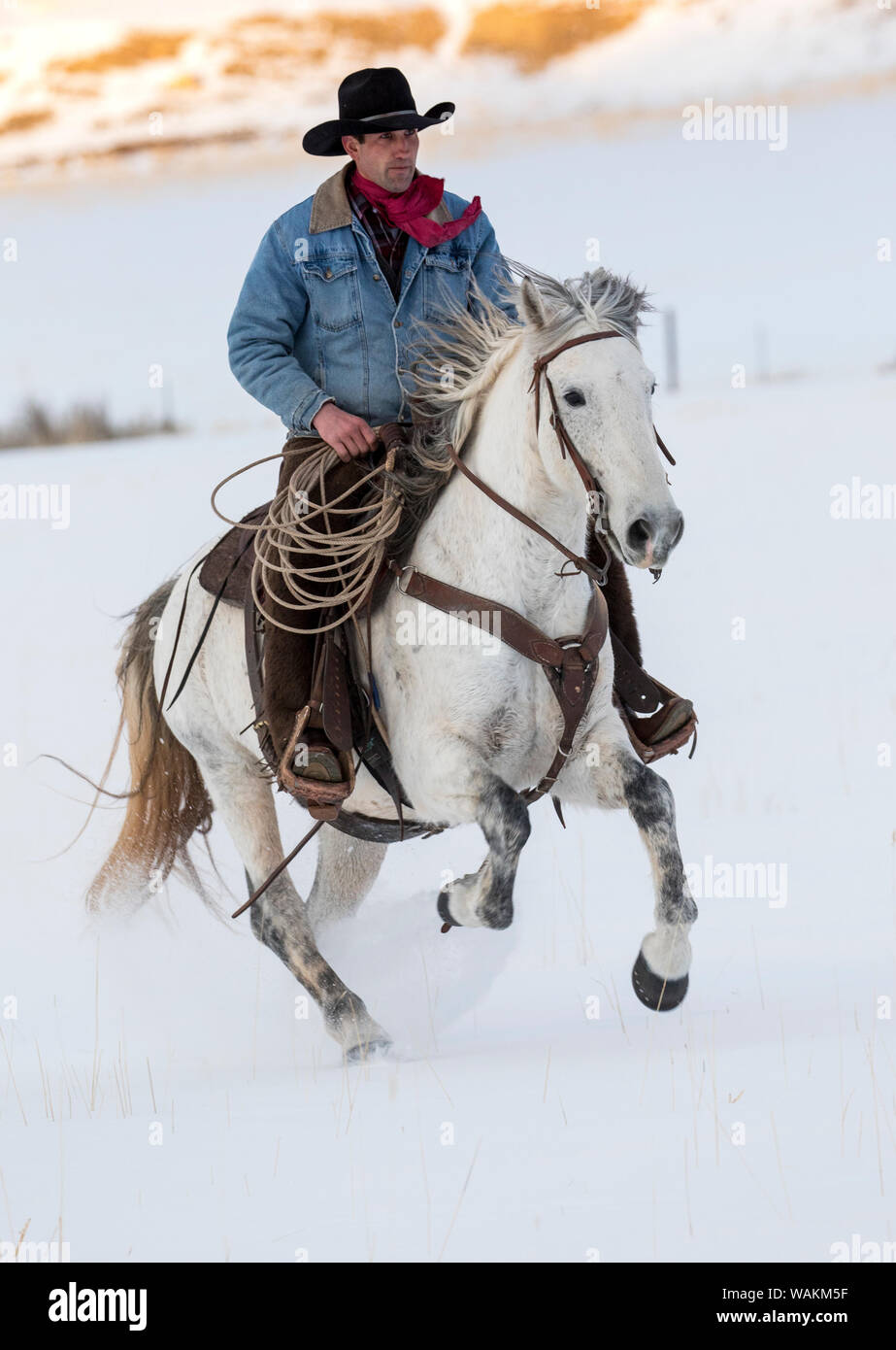 Cheval de cow-boy dur sur Hideout Ranch, Shell, Wyoming. Circonscription de cow-boy sur son cheval dans la neige. (MR) Banque D'Images