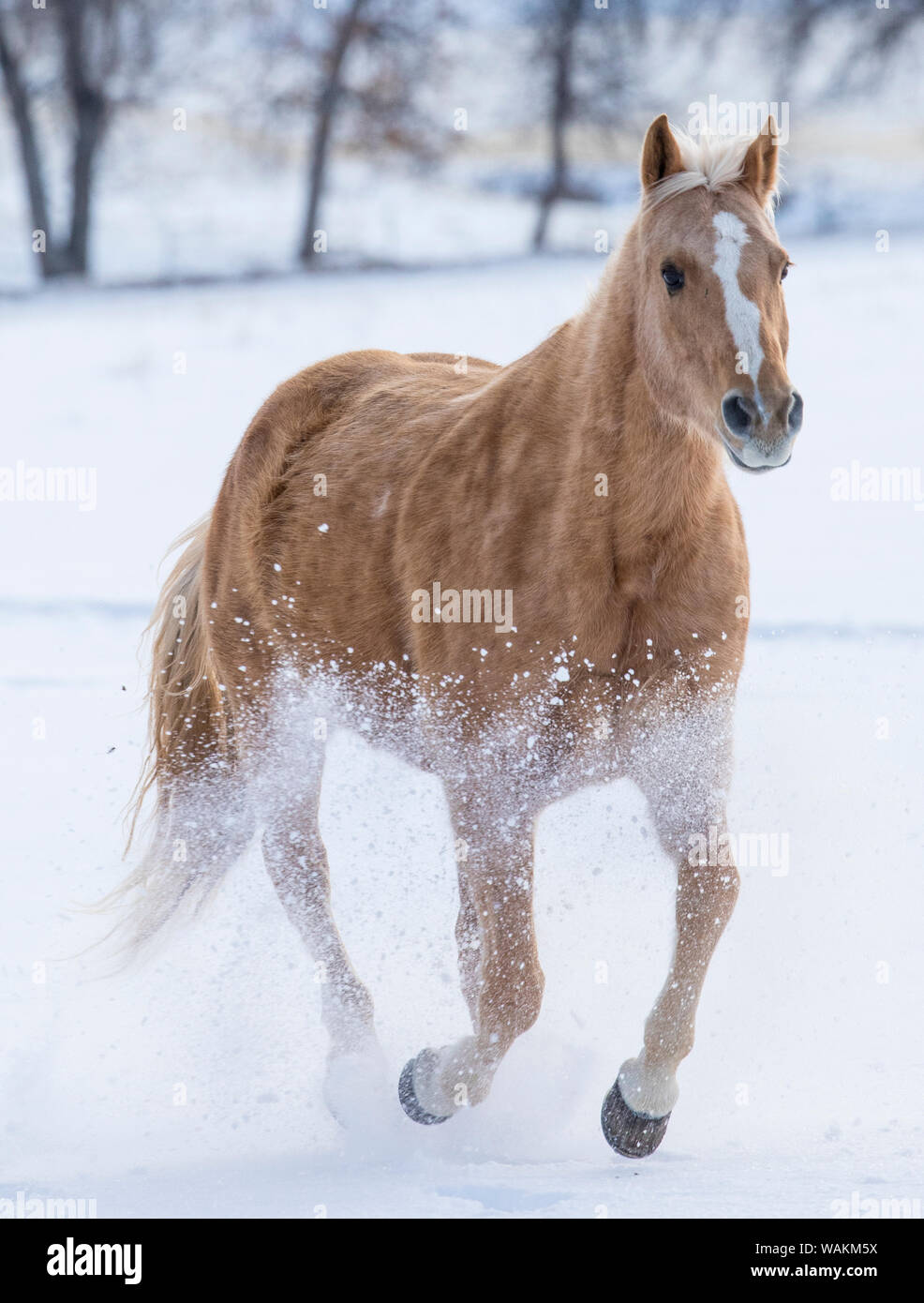 Cheval de cow-boy dur sur Hideout Ranch, Shell, Wyoming. Seule l'exécution dans la neige. Banque D'Images