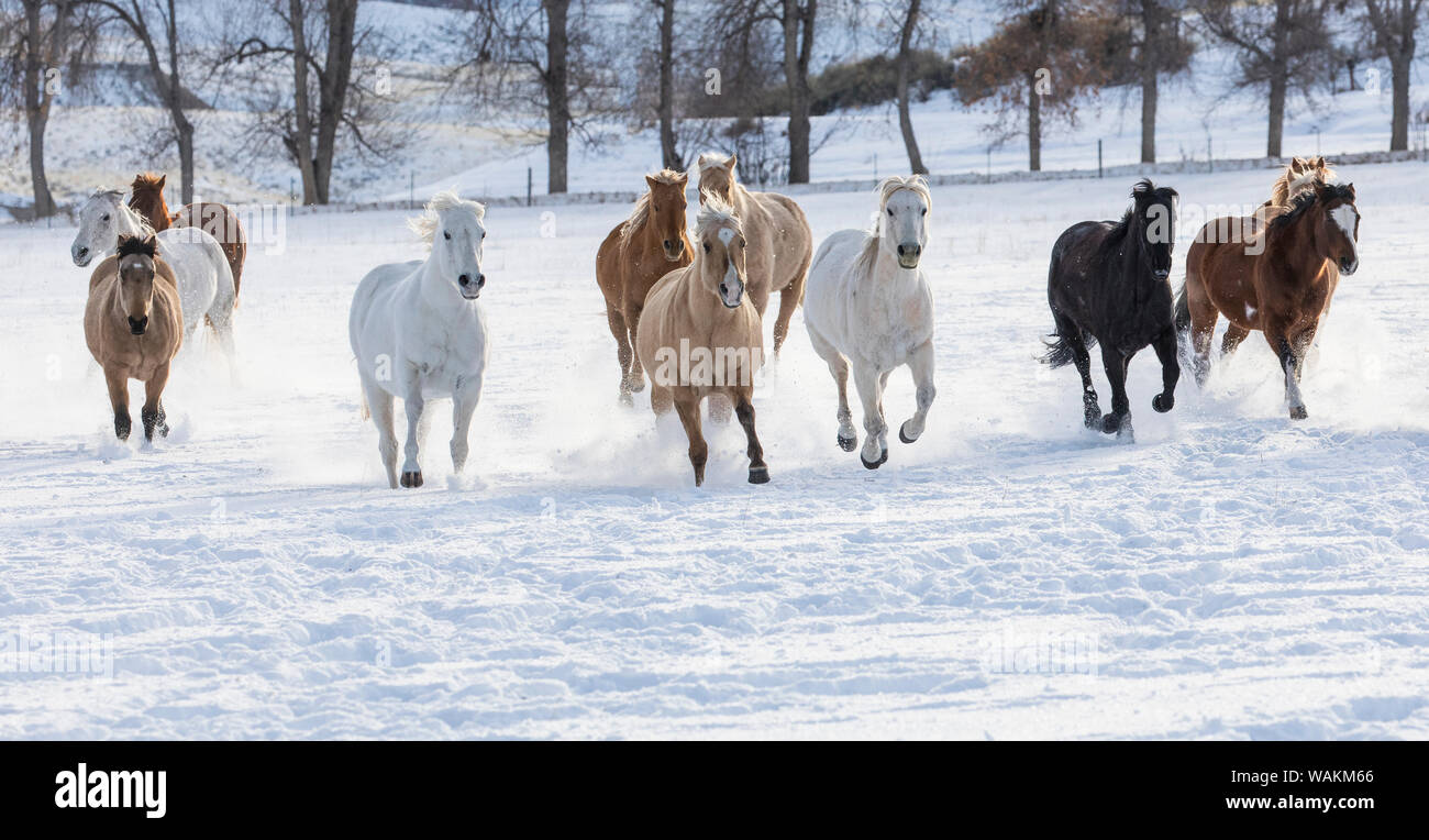Cheval de cow-boy dur sur Hideout Ranch, Shell, Wyoming. Troupeau de chevaux qui courent dans la neige. Banque D'Images