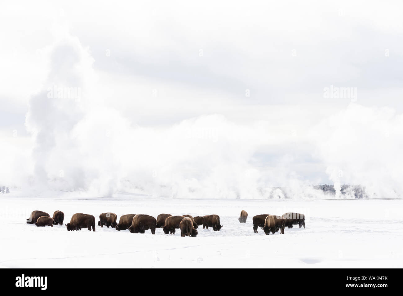 USA, Wyoming, Yellowstone National Park. Le bison d'Amérique (Bos bison) du mal à trouver de l'herbe sous la neige de l'hiver pack. Banque D'Images