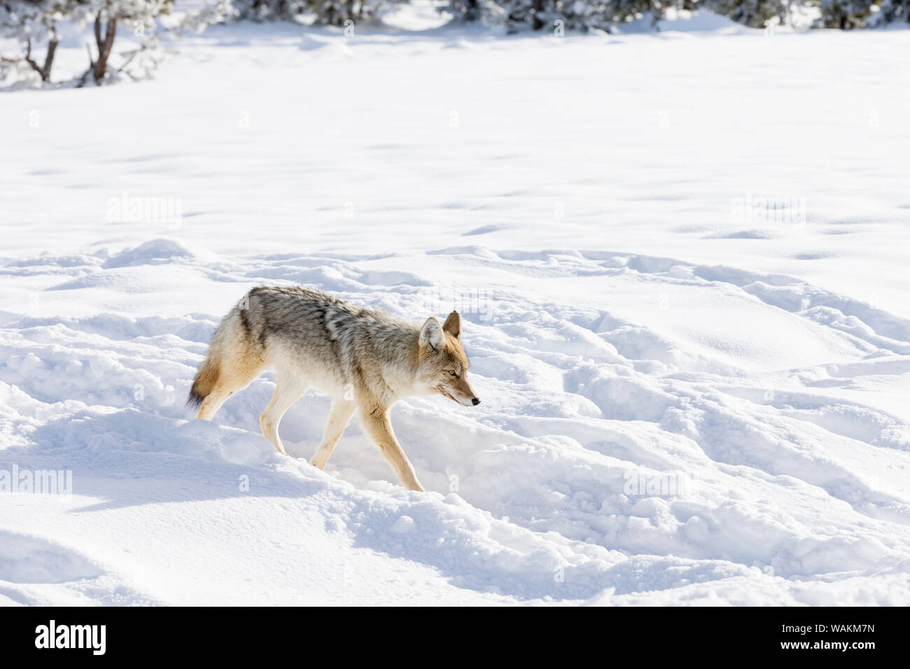 USA, Wyoming, Yellowstone National Park. Un coyote (Canis latrans) passant dans le bison empreintes dans la neige. Banque D'Images